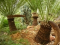 Cycas pectinata in Cycad Gardens.