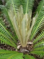 Bronze emergent Dioon spinulosum.