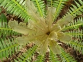 Bronze emergent Dioon spinulosum.