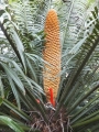 Cycas bogainvilleana, Male cone dehiscing pollen.