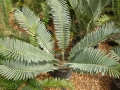 Encephalartos sclavoi 