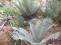 Cycas basaltica. In the collection of Josef Cycad Perner at Jurassic Cycad Gardens.