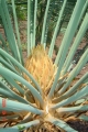 Female cone (developing)