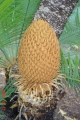 Male cones.