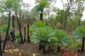 Male cones on the tall cycads at the back.