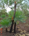 Male cones on the tall cycads.