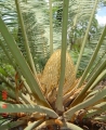 Male cones.