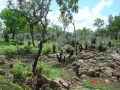 Cycas calcicola on Limestone north of Katherine.