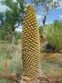 Male cone.