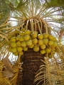 Unripe seeds.