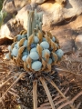 Cycas furfuracea, Cone Bay. Viable seeds.