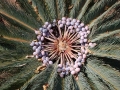 Cycas cairnsiana Female in seed.