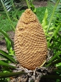 Developing (immature) pollen cone.