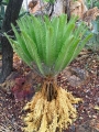 In the dry season Cycas conferta is deciduous, leaves will die and fall off, this plant is now beginning to flush new leaves.