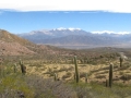 Trichocereus Pasacana 