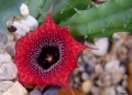 A different form with white conical papillae from Tanzania.