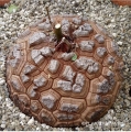 Dioscorea elephantipes (12 years old, 20 cm in diameter)