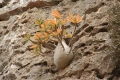 Dorstenia gigas in habitat at Socotra.