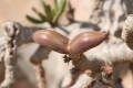 Adenium socotranum seed pod.