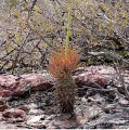 Tylecodon wallichi in habitat.