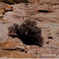 Othonna euphorbioides in habitat.