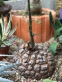 Dioscorea elephantipes (about 12 years old, 20 cm in diameter)