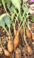 Euphorbia trichadenia. Seedlings.