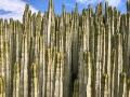 Euphorbia canariansis Columnar braches at Tenerife, Canary Islands, Spain, 15 February 2018.