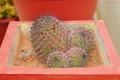 Mamillaria balsasoides with changing colours.