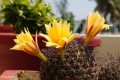 Mamillaria balsasoides with after blooming.