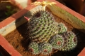 Mamillaria balsasoides. With developed buddings.