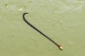 Mamillaria balsasoides. Separate hook.