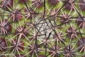 Mamillaria balsasoides. Stems are almost without wooll.