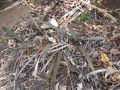 Fruit on ground and seedlings at Iao Tropical Gardens of Maui, Maui, Hawaii (USA). May 22, 2012.