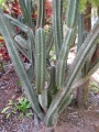 Habit at Iao Tropical Gardens of Maui, Maui, Hawaii (USA). May 22, 2012.