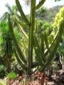 Habit at Iao Tropical Gardens of Maui, Maui, Hawaii (USA). May 22, 2012.