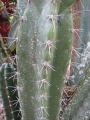 Spines at Iao Tropical Gardens of Maui, Maui, Hawaii (USA). May 22, 2012.