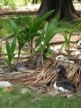 Habit with Laysan albatross (Phoebastria immutabilis) chick at Ave Maria Sand Island, Midway Atoll, Hawaii (USA). June 09, 2008.