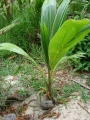 Seedling at Cable Company buildings Sand Island, Midway Atoll, Hawaii (USA). June 10, 2008.