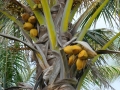 Coconuts at Kanaha Beach, Maui, Hawaii (USA). November 29, 2006.