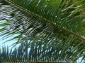 Leaves at Makawao, Maui, Hawaii (USA). December 31, 2006.