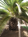 Habit 10 years old at Enchanting Floral Gardens of Kula, Maui, Hawaii (USA). March 01, 2012.