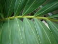 Frond at Kula Ace Hardware and Nursery, Maui, Hawaii (USA). September 06, 2007.