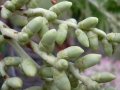 Inflorescence at Makawao Veterinary Clinic, Maui, Hawaii (USA). September 28, 2006.