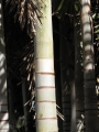 Trunk at Resort Management Group Nursery Kihei, Maui, Hawaii (USA). February 09, 2011.