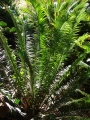 Habit at Enchanting Floral Gardens of Kula, Maui, (USA). October 24, 2007.