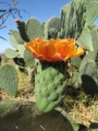 Flower and fruit forming at Kula, Maui, Hawaii (USA). August 30, 2011.