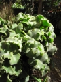 Habit at Sacred Garden of Maliko, Maui, Hawaii (USA). January 24, 2011.