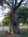 Habit at Ala Moana Beach Park, Oahu, Hawaii (USA). July 27, 2007.