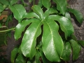 Leaves at Ala Moana Beach Park, Oahu, Hawaii (USA). March 05, 2008.